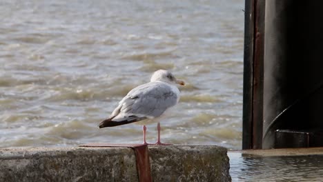 Seagull-perched-on-harbour-wall-with-sea-in-background