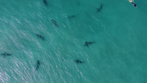 Person-swimming-close-to-dangerous-sharks-in-tropical-sea-water---Aerial-view