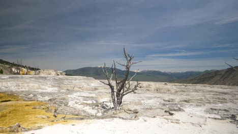 Lone-dead-tree-on-barren-wasteland-within-Yellowstone-National-Park