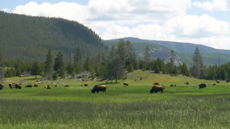 Wide-shot-of-buffalo-roaming-green-field-in-Yellowstone-National-Park