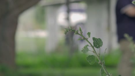 Eine-Fokussierte-Aufnahme-Einer-Einblättrigen-Pflanze