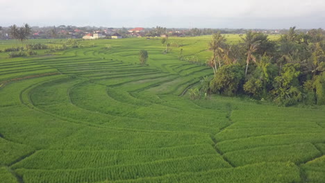Luftbild:-Großes,-Terrassiertes-Reisfeld-Am-Hang-In-Canggu,-Bali