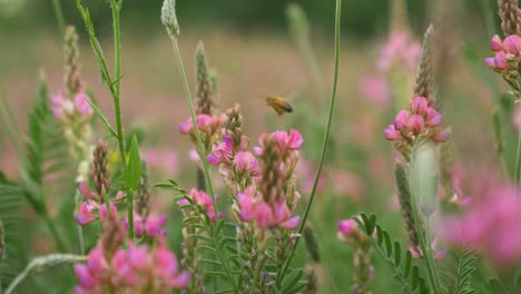 Closeup-of-bee-flying-amongst-beautiful-pink-flowers-in-slow-motion
