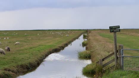Drainage-ditch-running-through-grassland-near-the-Wadden-Sea