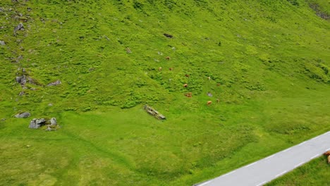 Kühe-Grasen-Auf-üppig-Grünen-Berghängen-Bei-Vikafjell,-Norwegen---Luftbild-Zeigt-Eine-Herde-Von-Rindern,-Die-Im-Sommer-Entlang-Der-Straße-Rv13-In-Norwegen-Füttern
