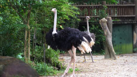 Adult-male-common-ostrich,-struthio-camelus-with-black-plumage-and-white-tail-feathers,-walking-gracefully-and-looking-around-its-surrounding-environment,-handheld-motion-close-up-shot