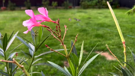 Oleander-flower-in-garden-with-a-lawn-sprinkler-in-the-background