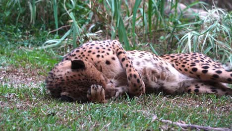 Young-and-playful-asiatic-cheetah,-acinonyx-jubatus-venaticus-lying-down-on-the-grass,-rolling-on-the-ground,-licking-its-paw-and-grooming-its-fur,-handheld-motion-wildlife-close-up-shot
