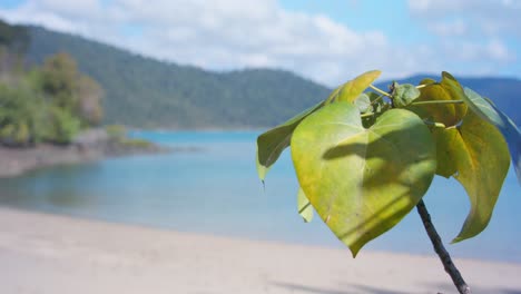 Leaf-blowing-in-the-breeze-on-a-tropical-island-slow-focus-rack