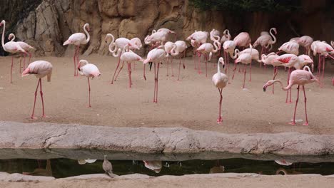Group-of-Flamingos,-a-type-of-Wading-Bird-in-the-Family-Phoenicopteridae-in-a-Natural-Area