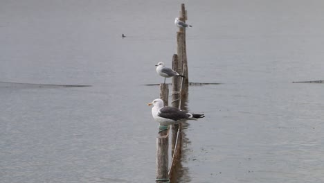 Seagulls-perched-on-posts.-Wadden-Sea.-Netherlands