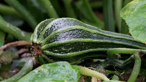 Closeup-of-courgette-fruit-on-plant