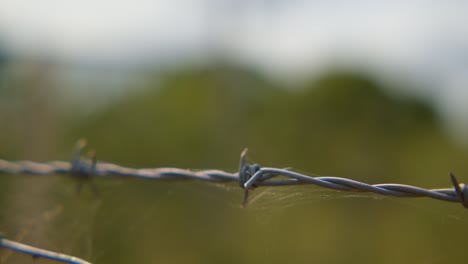 Barbwire-on-a-farm-with-cobweb-closeup