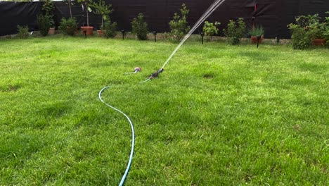 Lawn-sprinkler-in-garden-on-green-lawn,-garden-hose-visible