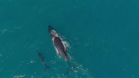 A-humpback-whale-and-a-cub-swimming-birdseye-view-shot