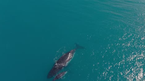A-humpbak-whale-and-a-cub-swimming-tracking-shot
