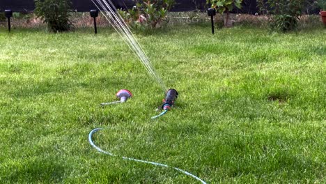Lawn-sprinkler-in-garden-on-green-lawn,-garden-hose-visible,-bushes-and-solar-lights-in-background