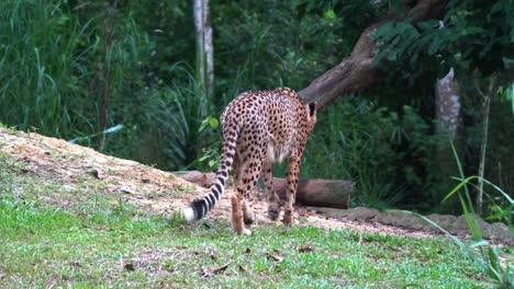 Handheld-motion-following-shot-of-capturing-an-exotic-wild-big-cat,-asiatic-cheetah,-acinonyx-jubatus-venaticus-walking-away-into-its-hideout-place