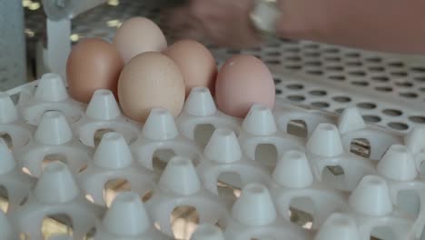 Recolectando-Huevos-A-Mano-En-Una-Granja-Orgánica,-Australia