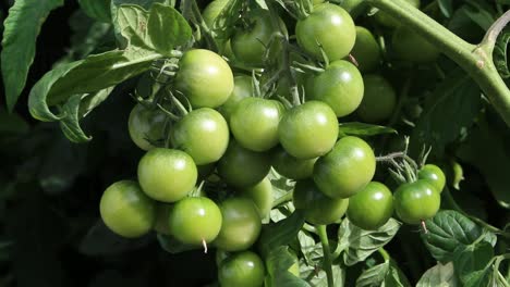 Bunch-of-green-unripe-tomatoes-on-vine