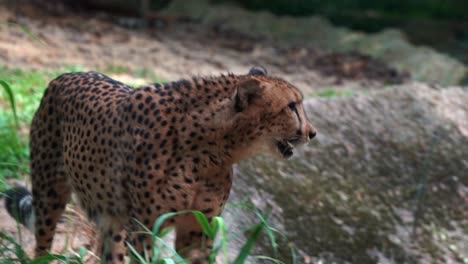 Exotic-asiatic-cheetah,-acinonyx-jubatus-venaticus-slowly-walking-towards-the-camera,-capturing-details-of-an-apex-predator-with-black-spots-all-over-its-body,-handheld-motion-close-up-shot