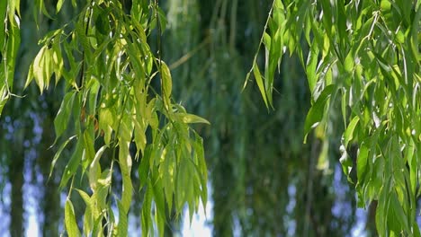 A-shot-of-hanging-willow-leaves-in-an-orchard