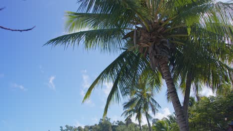 Eine-Palme,-Die-Sich-Auf-Einer-Tropischen-Insel-Im-Wind-Weht