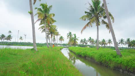 Ein-Kanal,-Der-Durch-Einen-Kokosnusshain-Fließt,-Regengefüllte-Kanäle,-Schüsse,-Die-Vom-Himmel-Herunterschwenken,-Regenzeit