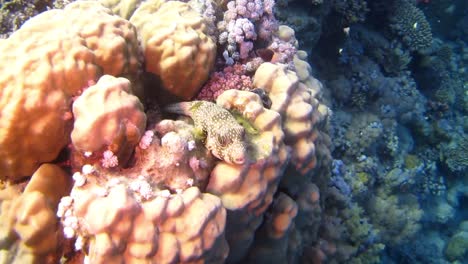 Sleeping-boxfish-on-reef-off-Marsa-Alam-red-sea