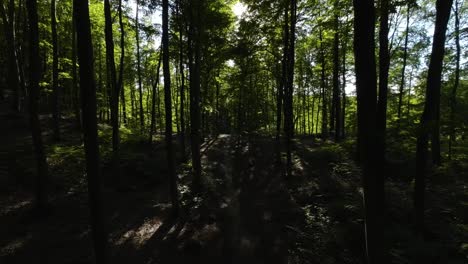 Slow-Aerial-Flying-Through-Dark-Forest-Woodland-With-Sunlight-Flickering-Through-Treetops