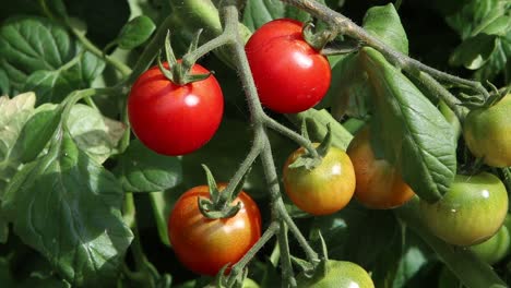Ein-Paar-Gärtner-Erfreuen-Tomaten,-Die-An-Der-Pflanze-Reifen