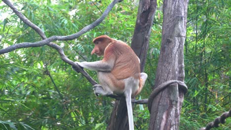 Long-nosed-proboscis-monkey,-nasalis-larvatus,-climbing-up-on-tree-vine,-asian-squatting,-urinating-and-taking-a-dump-against-leafy-environment-with-leaves-swaying-in-the-background-on-a-windy-day