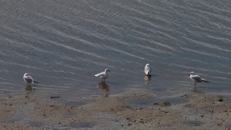 Black-Headed-Gulls,-Chroicocephalus-ridibundus,-in-winter-plumage-on-seashore