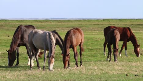 Small-herd-of-horses-grazing-on-grassland-by-the-Wadden-Sea