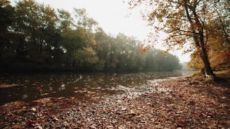 Fluss-Im-Wald-Im-Herbst,-Kamera-Bewegt-Sich-über-Die-Gelben-Blätter-Und-Die-Wasseroberfläche