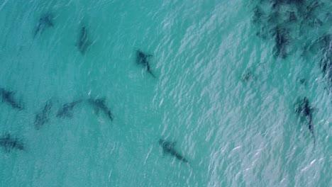 Sandbar-sharks-in-shallow-sea-water---Rotating,-Aerial-view