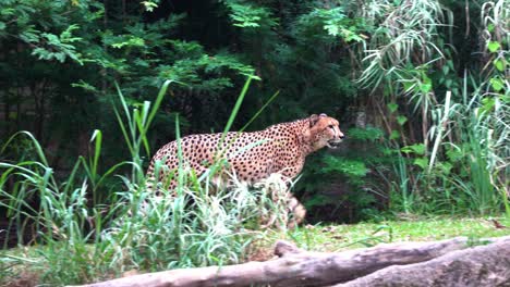 Handheld-motion,-wildlife-tracking-shot,-capturing-exotic-wild-big-cat,-asiatic-cheetah,-acinonyx-jubatus-venaticus-walking-out-of-shrub