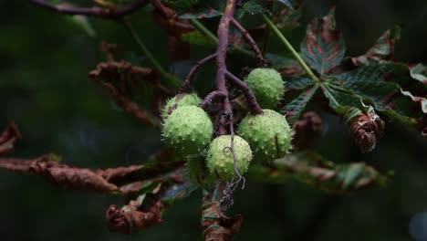 Horse-Chestnut,-Aesculus-hippocastanum,--in-fruit.-September