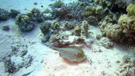 Blue-spotted-ray-in-reef-near-Marsa-Alam-red-sea