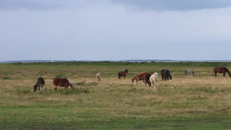 Horses-grazing-on-pasture-by-the-Wadden-Sea