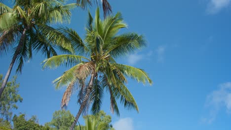 Palmen-Auf-Einer-Tropischen-Insel-Mit-Blauem-Himmel