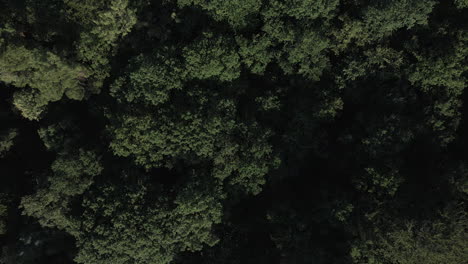 Luftaufnahme-Von-Oben-Nach-Unten-über-Den-Brocéliande-Wald,-Bretagne-In-Frankreich