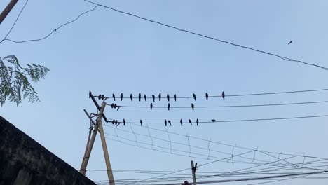 Vista-De-ángulo-Bajo-De-Bandada-De-Cuervos-Encaramados-En-Líneas-Eléctricas-Rurales,-Dhaka