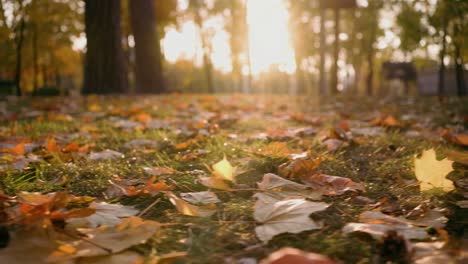 Autumn-yellow-and-orange-leaves-glowing-from-sunlight-on-ground,-low-flying-cameras-in-slow-motion,-close-up