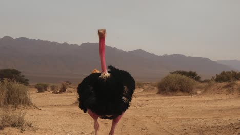 Tracking-shot-of-an-ostrich-walking-towards-tourists-within-a-safari-car-in-Hai-Bar-national-park