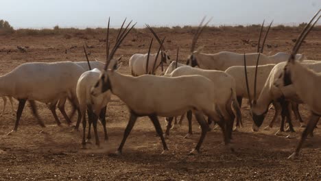 Close-up-of-a-herd-of-white-oryx-eating-small-insects-from-the-ground