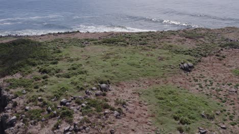 Rugged-Terrain-Of-Cook-Island-Nature-Reserve-With-Seabirds-Flying-On-A-Sunny-Day