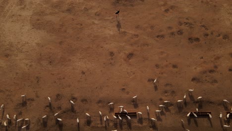 Aufsteigende-Luftaufnahme-Einer-Herde-Weißer-Oryx-Beim-Trinken-Und-Eines-Einzelnen-Straußes,-Der-Allein-Steht