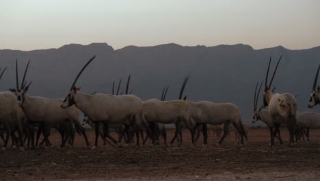 Hand-held-footage-of-a-herd-of-white-oryx-walking-across-the-dry-desert