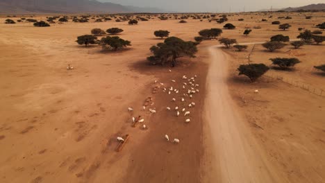 Aerial-shot-of-white-oryx-standing-next-to-a-safari-car-and-tourists